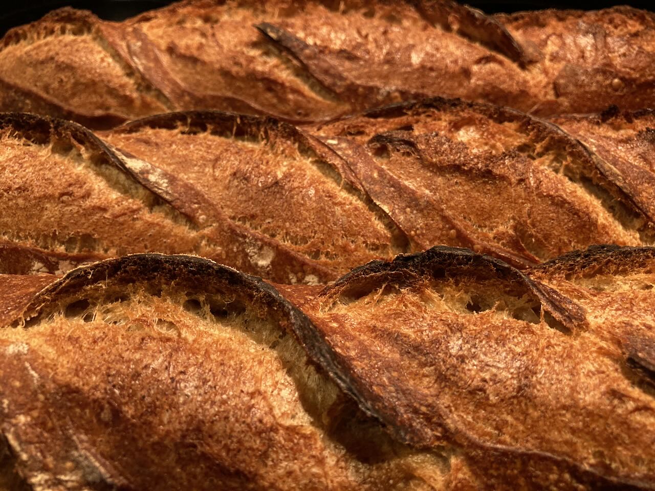 Kernza Flour Levain baguettes The Fresh Loaf